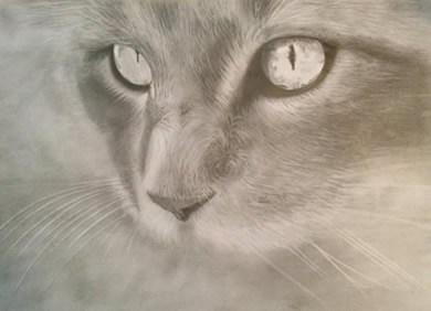 Cat Drawing - by Cheryl